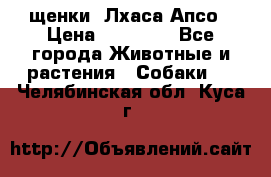 щенки  Лхаса Апсо › Цена ­ 20 000 - Все города Животные и растения » Собаки   . Челябинская обл.,Куса г.